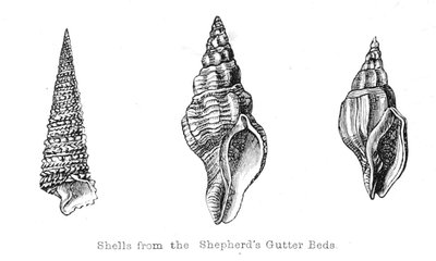 Fossils from the Shepherds Gutter Beds by Walter Crane